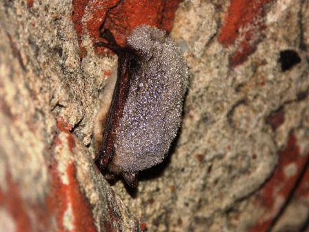 Mit Tautropfen überzogene Wasserfledermaus