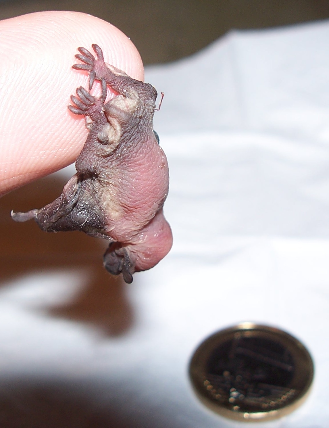Wenige Tage altes Fledermausbaby Fledermausbaby