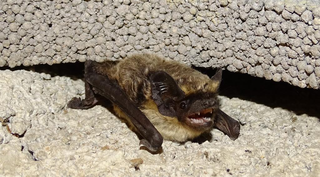 Zweifarbfledermaus in Spalte In Spalte sitzende Zweifarbfledermaus